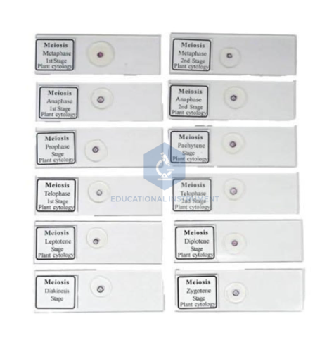 Slide Meiosis (Set of 12)